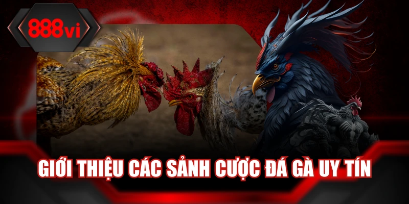 Giới thiệu các sảnh cược đá gà uy tín