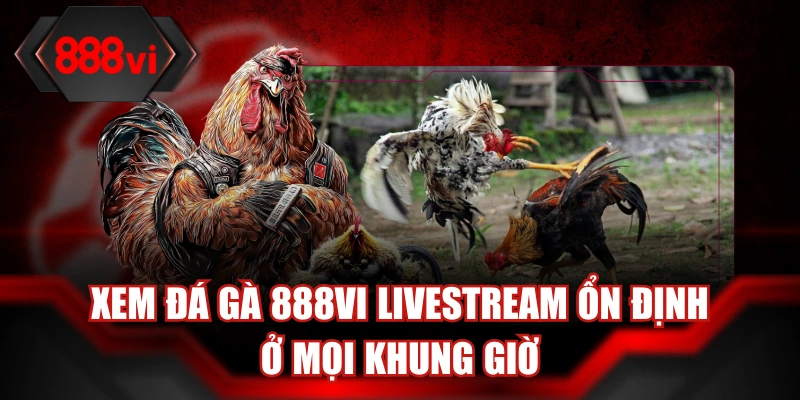 Xem đá gà 888Vi livestream ổn định ở mọi khung giờ