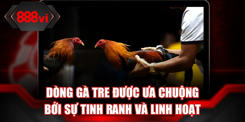 Dòng gà tre được ưa chuộng bởi sự tinh ranh và linh hoạt