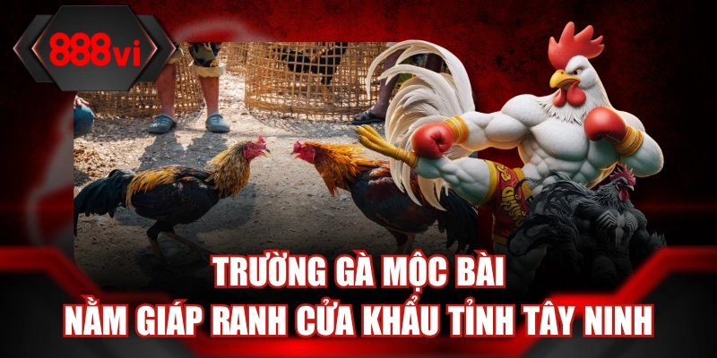 Trường gà Mộc Bài nằm giáp ranh cửa khẩu tỉnh Tây Ninh