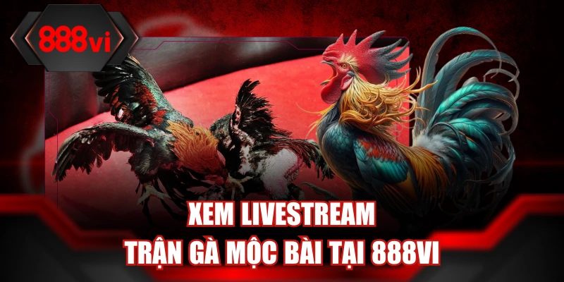 Xem livestream trận gà Mộc Bài tại 888Vi